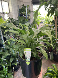 Peace Lily Sweet Chico (Spathiphyllum)