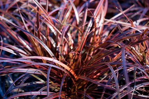 Red Hook Sedge Belindas Find (Uncinia rubra) - Ladybird Nursery