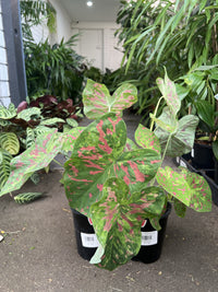 Caladium Raspberry Moon 140mm