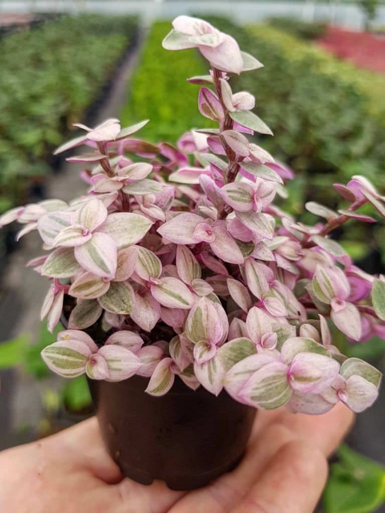 Turtle Vine Pink (Callisia repens) - Ladybird Nursery