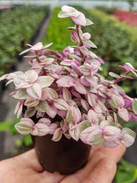 Turtle Vine Pink Panther (Callisia repens)