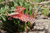 Grevillea Pick O The Crop - Ladybird Nursery