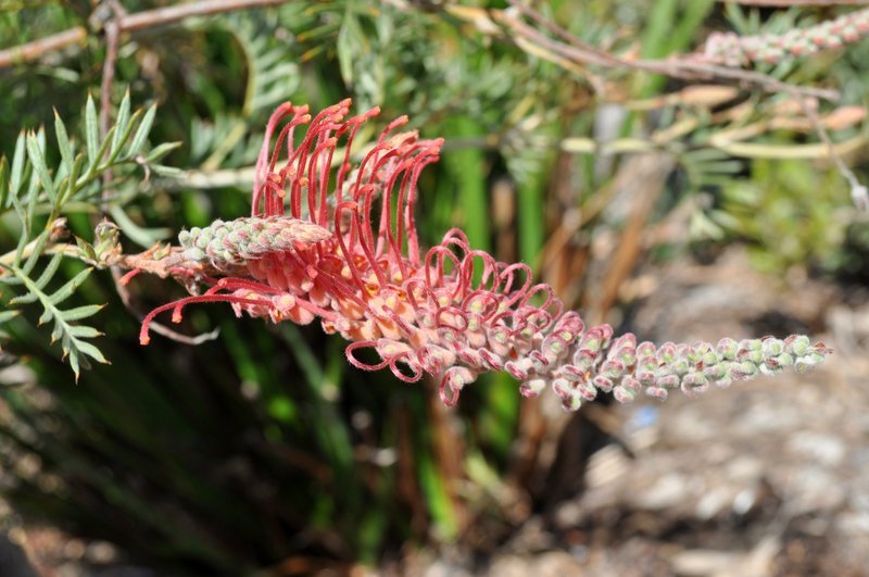 Grevillea Pick O The Crop - Ladybird Nursery