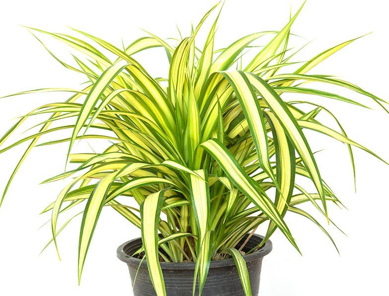 Variegated Screw Pine (Pandanus baptistii)