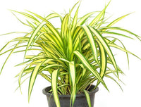 Variegated Screw Pine (Pandanus baptistii)