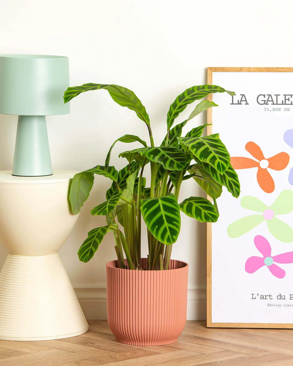 Prayer Plant (Calathea zebrina)