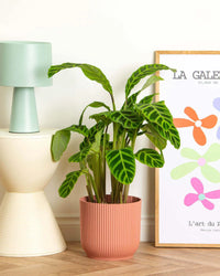 Prayer Plant (Calathea zebrina)