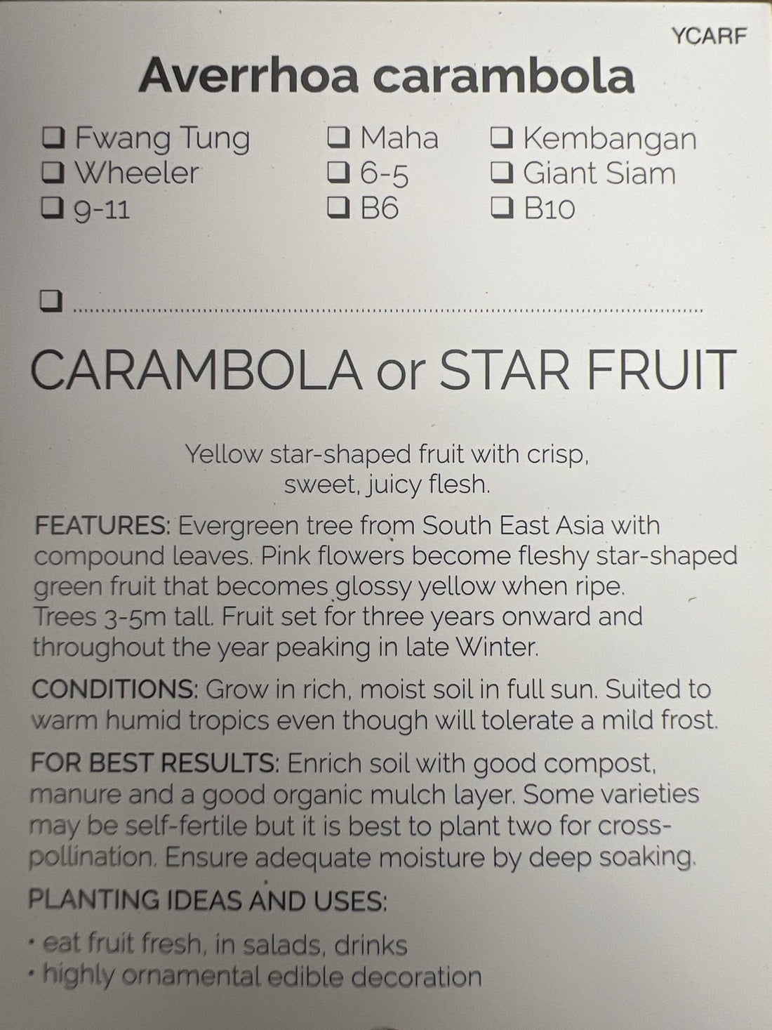 Carambola Maha (Star Fruit) Tree - Grafted - Ladybird Nursery