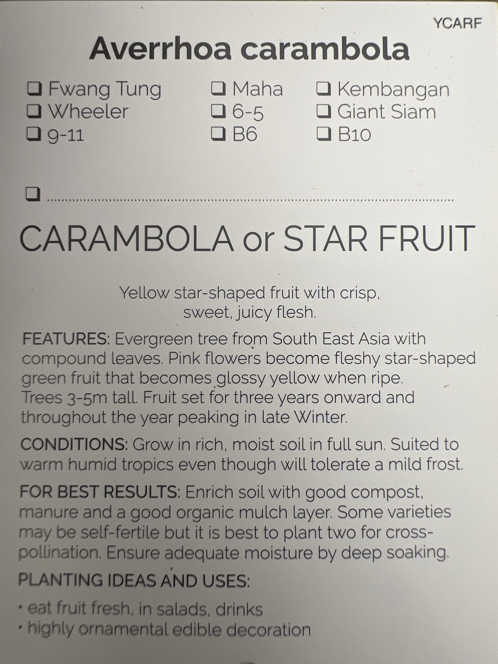 Carambola Maha (Star Fruit) Tree--Grafted