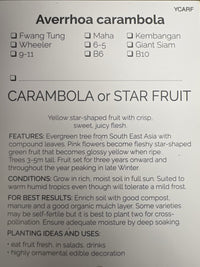 Carambola Maha (Star Fruit) Tree - Grafted - Ladybird Nursery