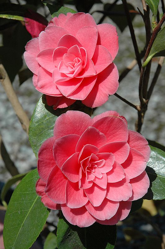 Camellia Betty Ridley (Camellia japonica) - Ladybird Nursery