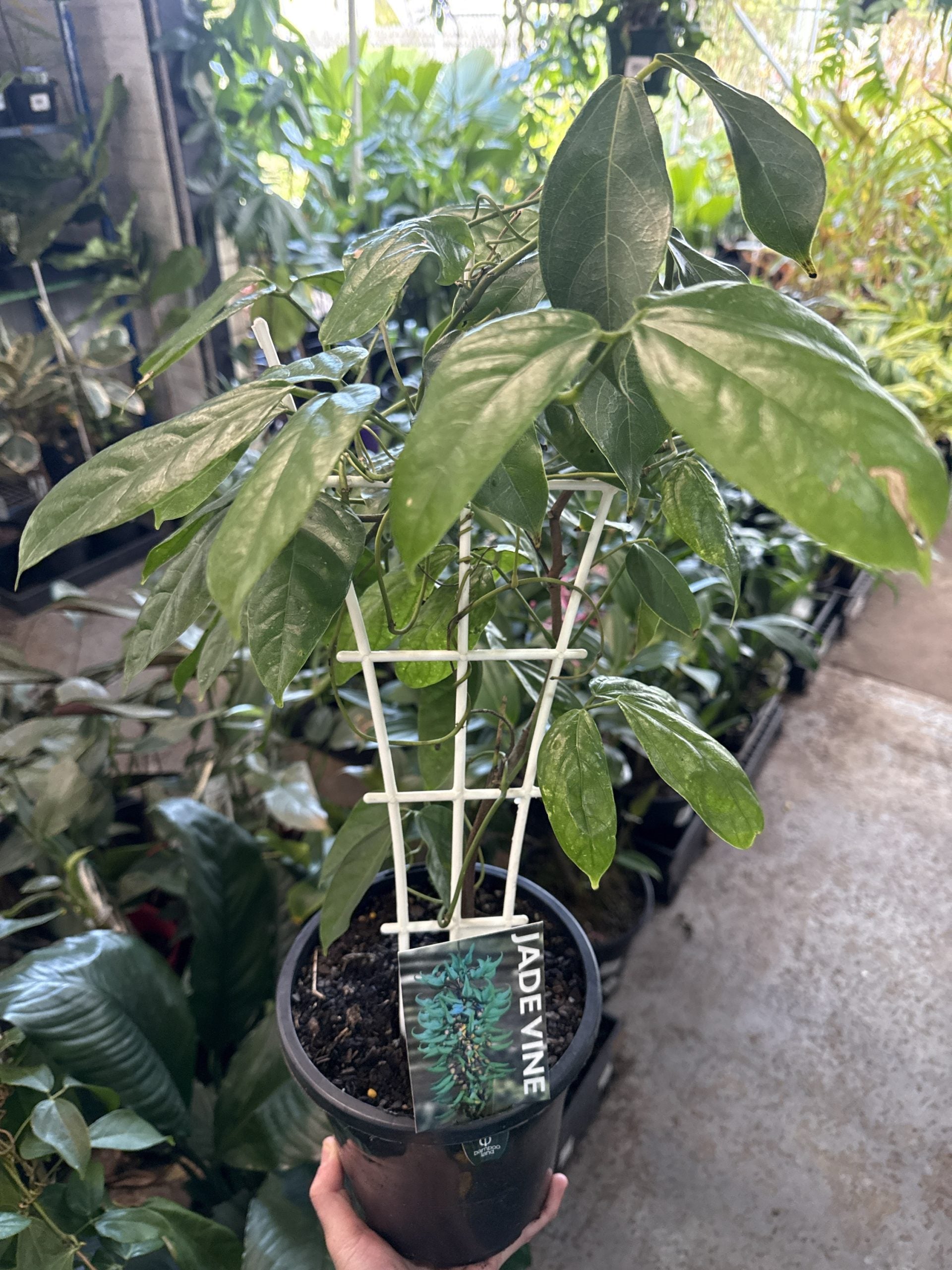 Strongylodon macrobotrys (Jade Vine)