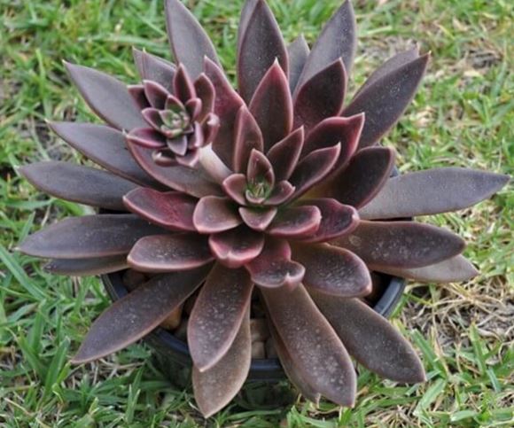 Hens and Chicks Knight (Echeveria Black) - Ladybird Nursery