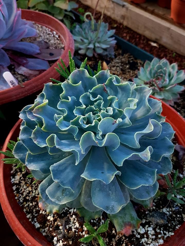 Hens and Chicks Blue curls (Echeveria Giant) - Ladybird Nursery