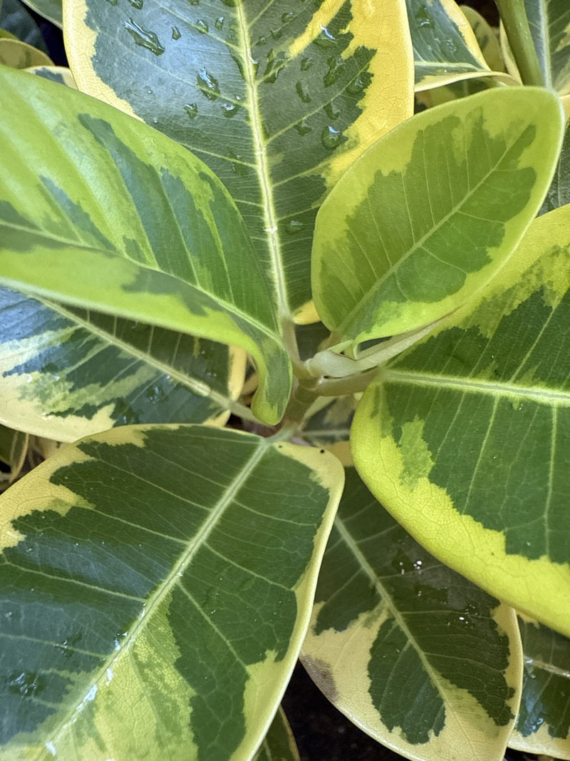 Ficus rubiginosa 'Aurea Variegata'