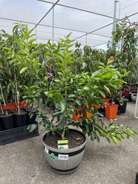 Lime 'Tahitian' 330mm Wine Barrel Pot (Pickup Only)