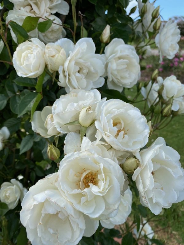Rose White Iceberg 4 ft Standards (Rosa)