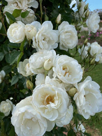 Rose White Iceberg 4 ft Standards (Rosa)