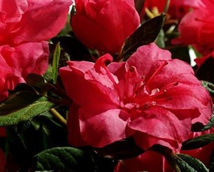 Azalea ENCORE AUTUMN RUBY™ - Ladybird Nursery