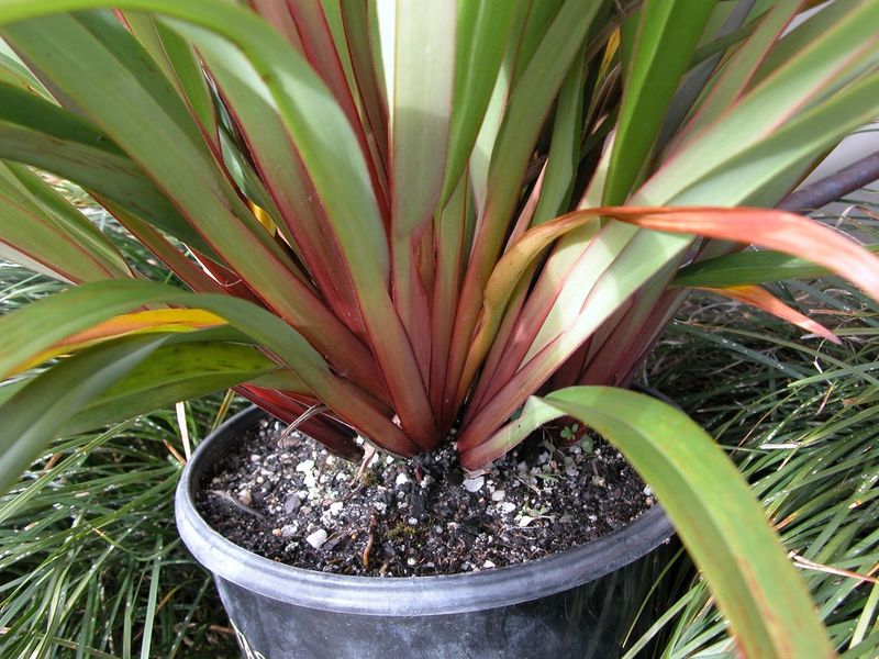 Flax Lily LITTLE JESS™ (Dianella caerulea) - Ladybird Nursery