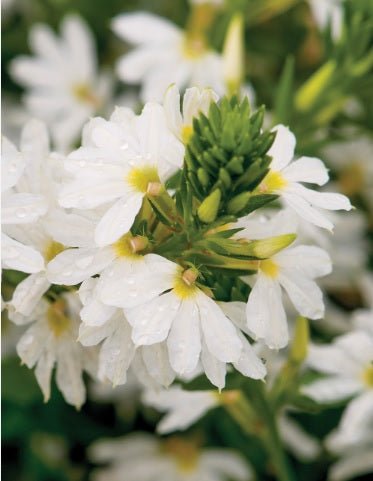 Fan Flower Bondi™ White (Scaevola) - Ladybird Nursery