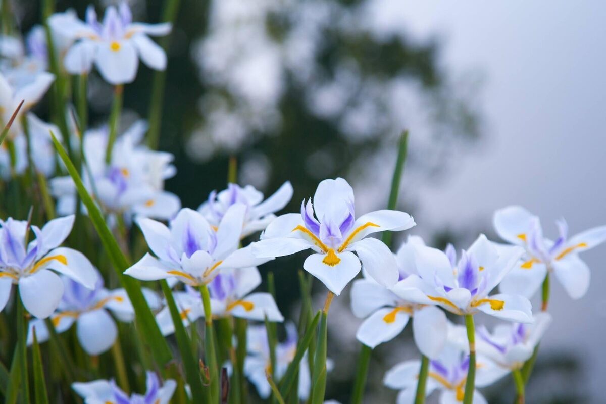 Fortnight Lily White Tiger (Dietes iridioides) - Ladybird Nursery