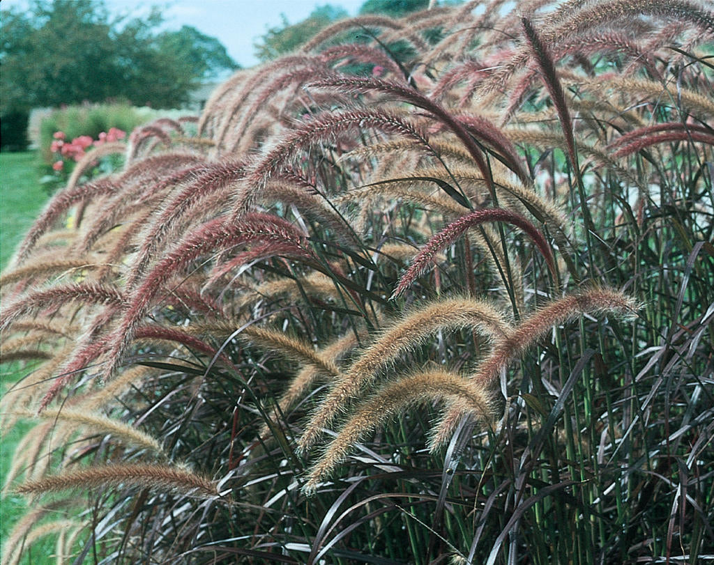 Fountain Grass Burgundy (Pennisetum spp.)