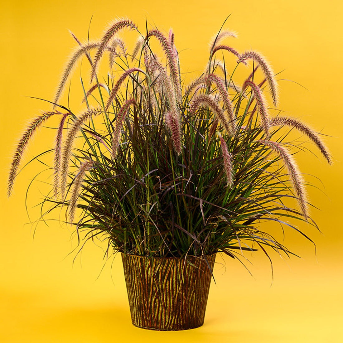 Little Plum Fountain Grass (Pennisetum setaceum) - Ladybird Nursery