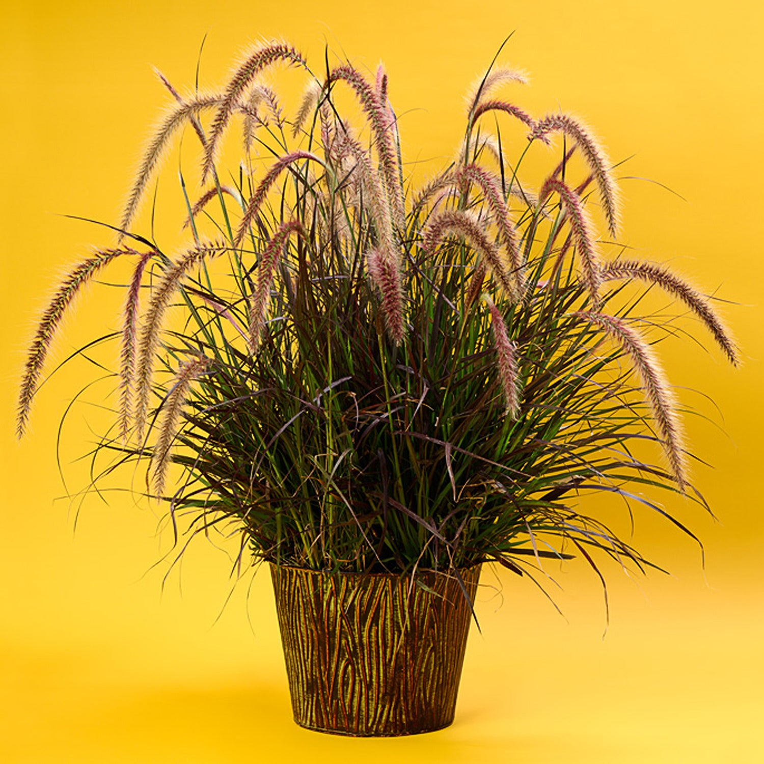 Fountain Grass Red Riding Hood (Pennisetum setaceum)