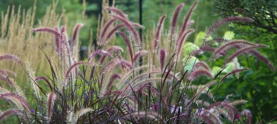 Fountain Grass rubrum compacta (Pennisetum macrostachyum)