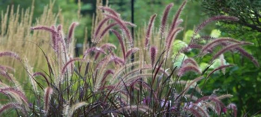 Fountain Grass rubrum compacta (Pennisetum macrostachyum) - Ladybird Nursery