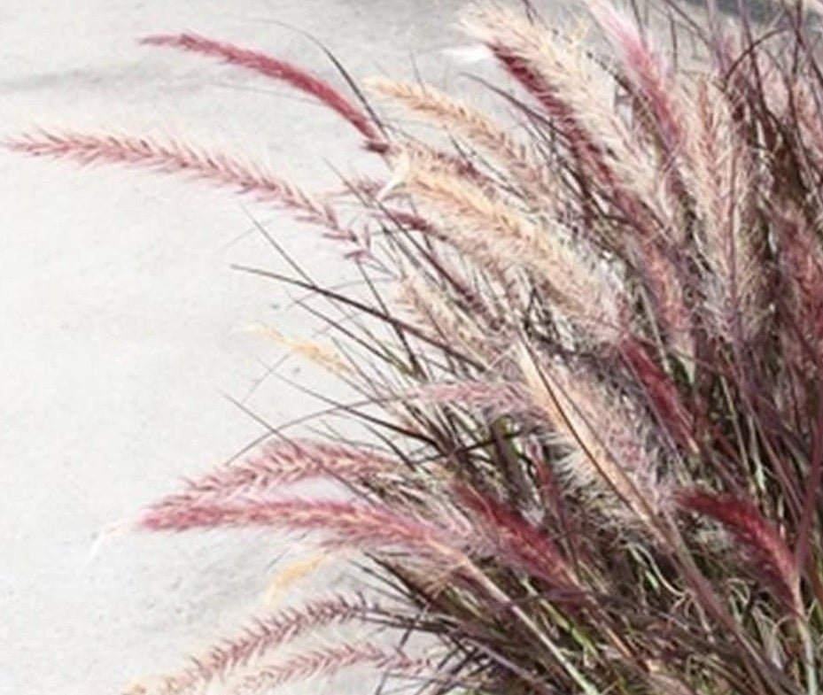 Fountain Grass Ruby Magic (Pennisetum) - Ladybird Nursery