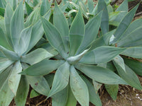Fox Tail Agave Boutins Blue (Agave attenuata) - Ladybird Nursery