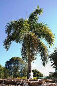 Foxtail Palm (Wodyetia bifurcata) PICK UP ONLY - Ladybird Nursery