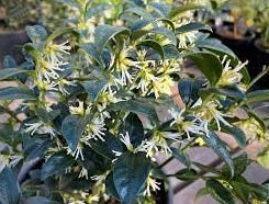 Fragrant Sweet Box (Sarcococca ruscifolia)
