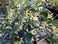 Fragrant Sweet Box (Sarcococca ruscifolia) - Ladybird Nursery