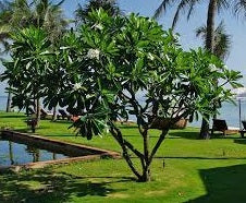 Frangipani Acutifolia (Plumeria rubra)