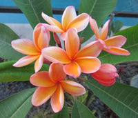 Frangipani Apricot (Plumeria rubra) - Ladybird Nursery