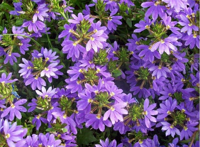 Fan Flower Fairy Blue (Scaevola aemula) - Ladybird Nursery