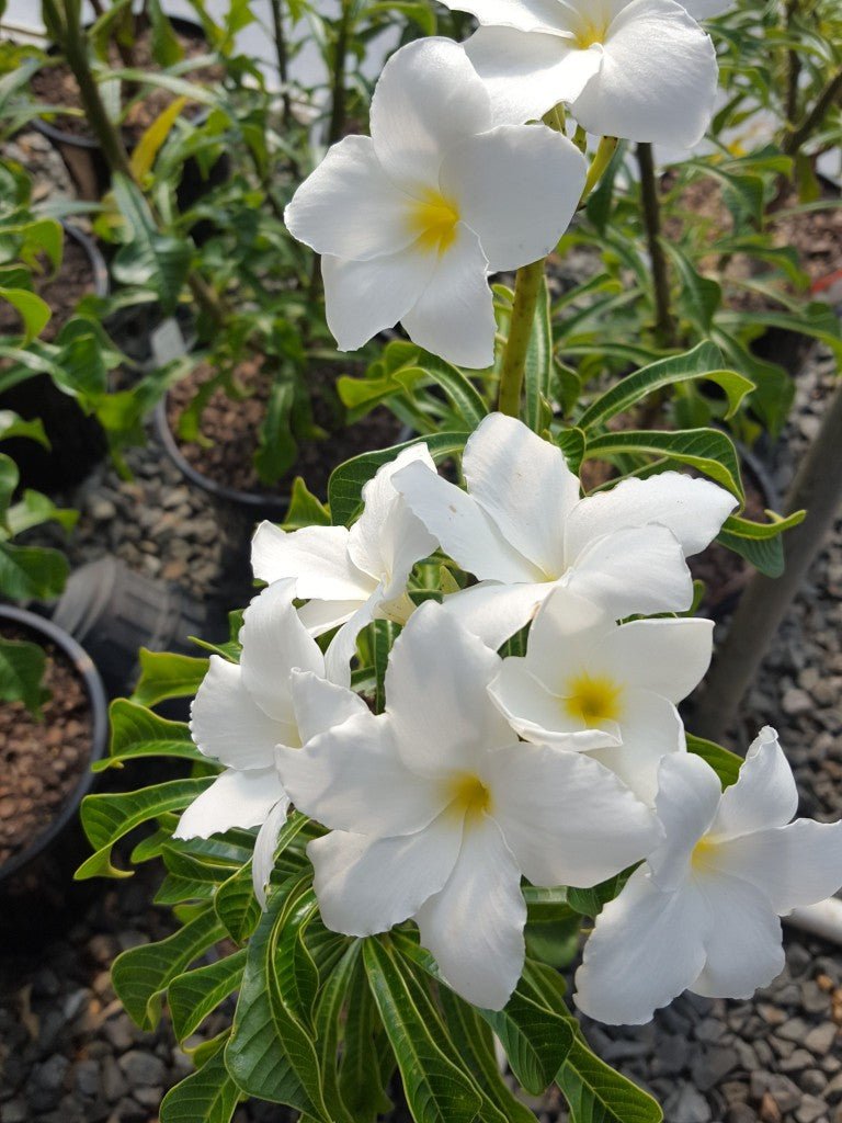 Frangipani Evergreen (Plumeria pudica) - Ladybird Nursery