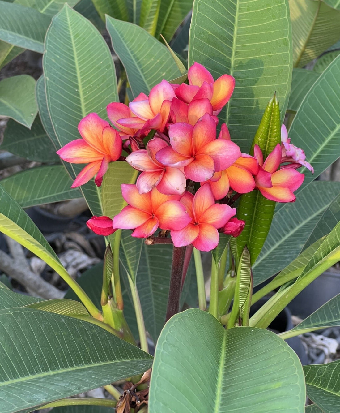 Frangipani Fruit Salad (Plumeria rubra) - Ladybird Nursery