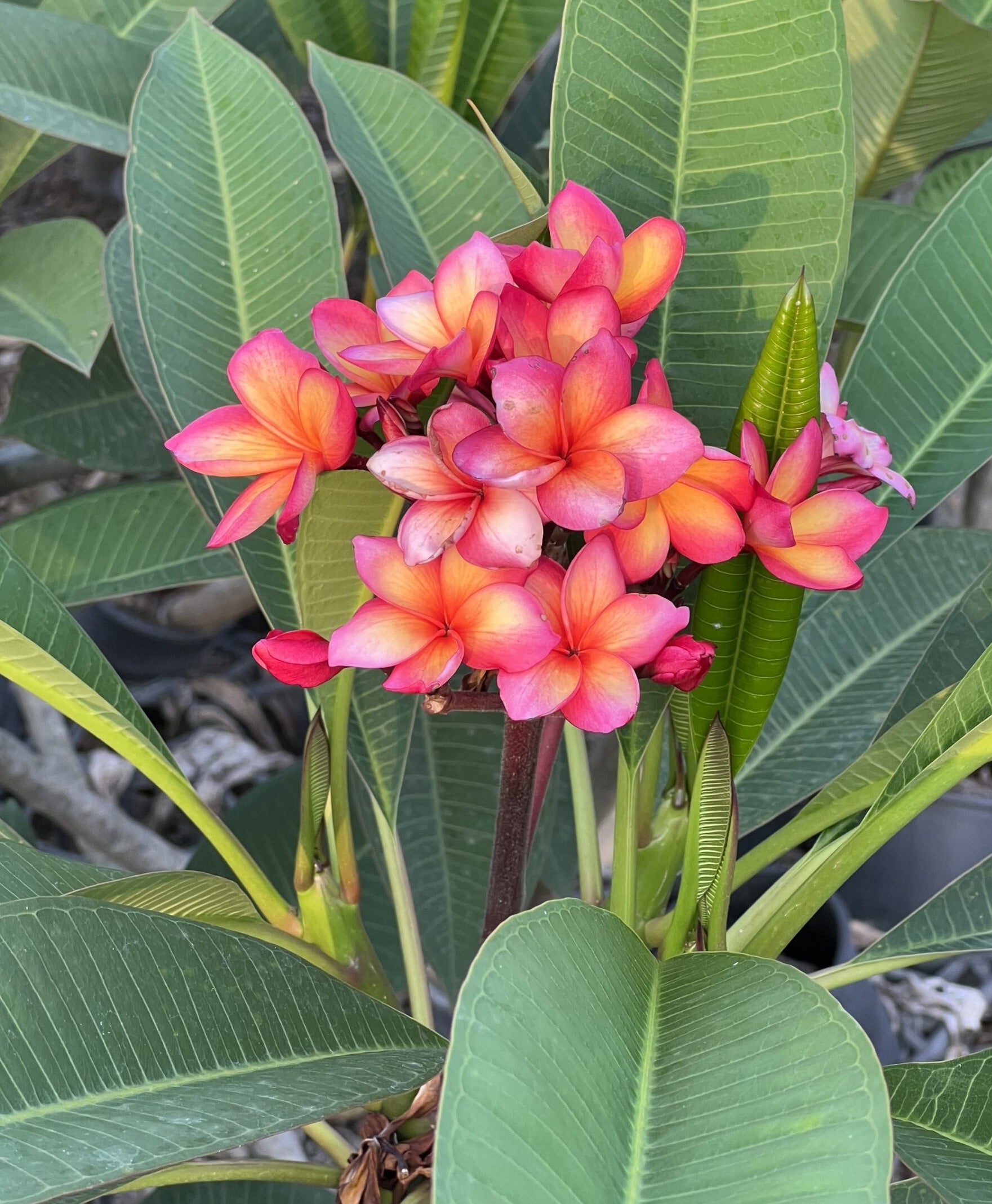 Frangipani Fruit Salad (Plumeria rubra)