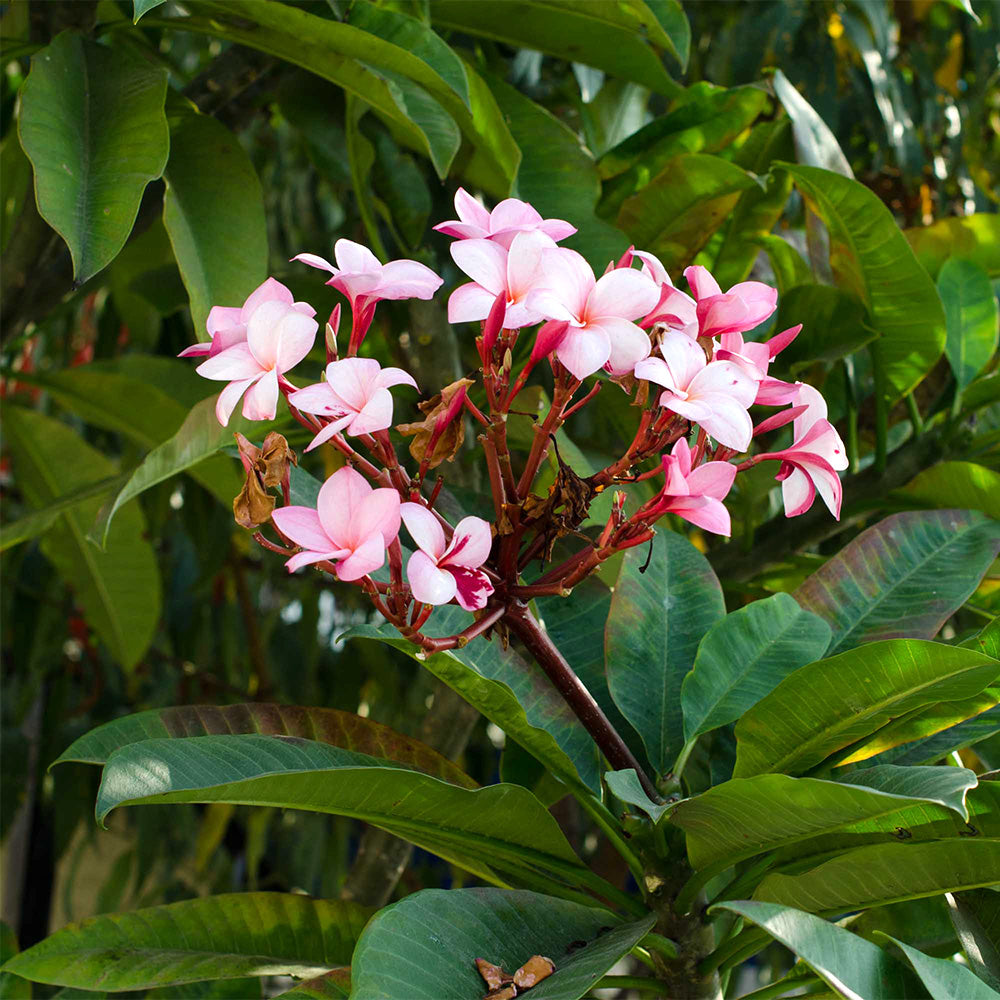 Frangipani Hot Pink (Plumeria rubra)