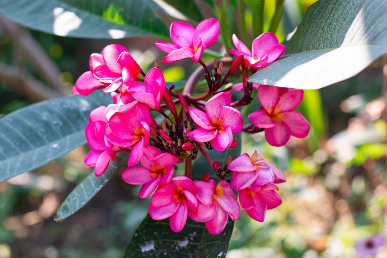 Frangipani Pink Evergreen (Plumeria pudica)