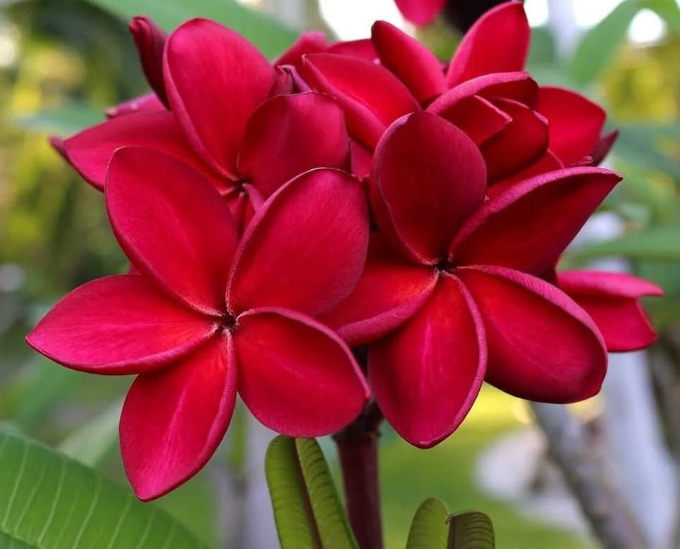 Frangipani Red (Plumeria rubra) - Ladybird Nursery