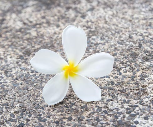 Frangipani Sunset Dreamer (Plumeria)