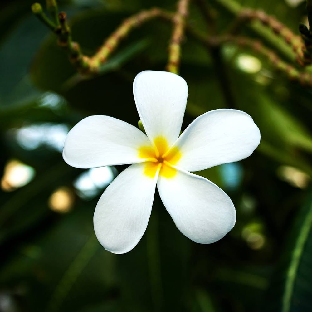 Frangipani White (Plumeria rubra)