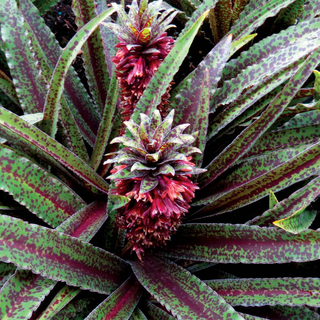 Freckles Pineapple Lily (Eucomis vandermerwei) - Ladybird Nursery