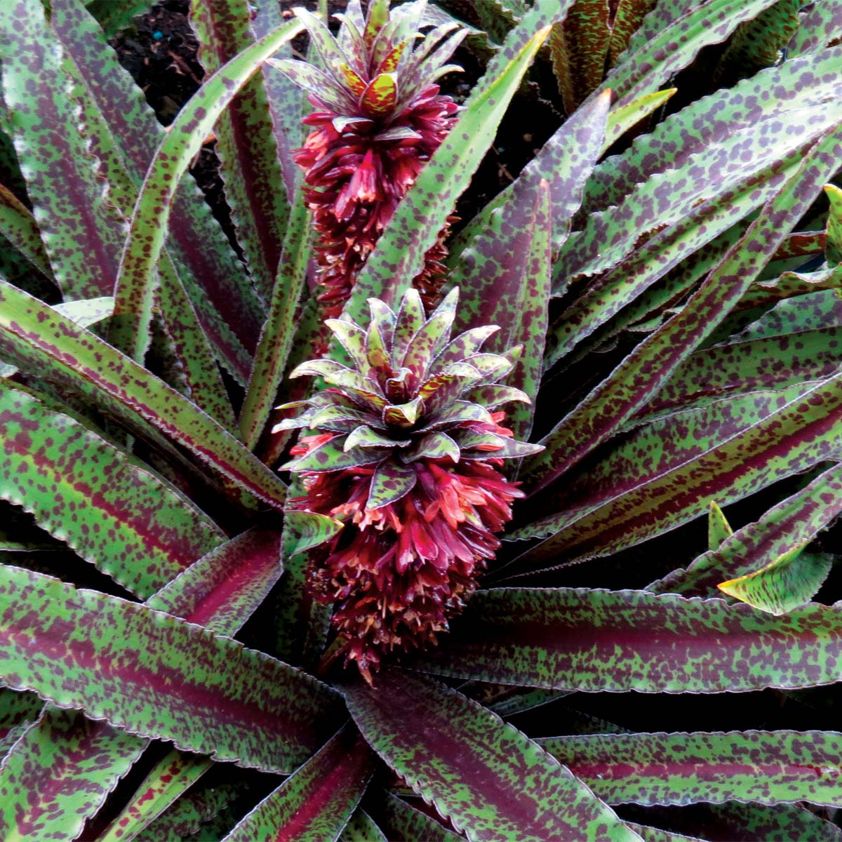 Freckles Pineapple Lily (Eucomis vandermerwei)