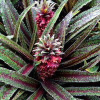 Freckles Pineapple Lily (Eucomis vandermerwei) - Ladybird Nursery